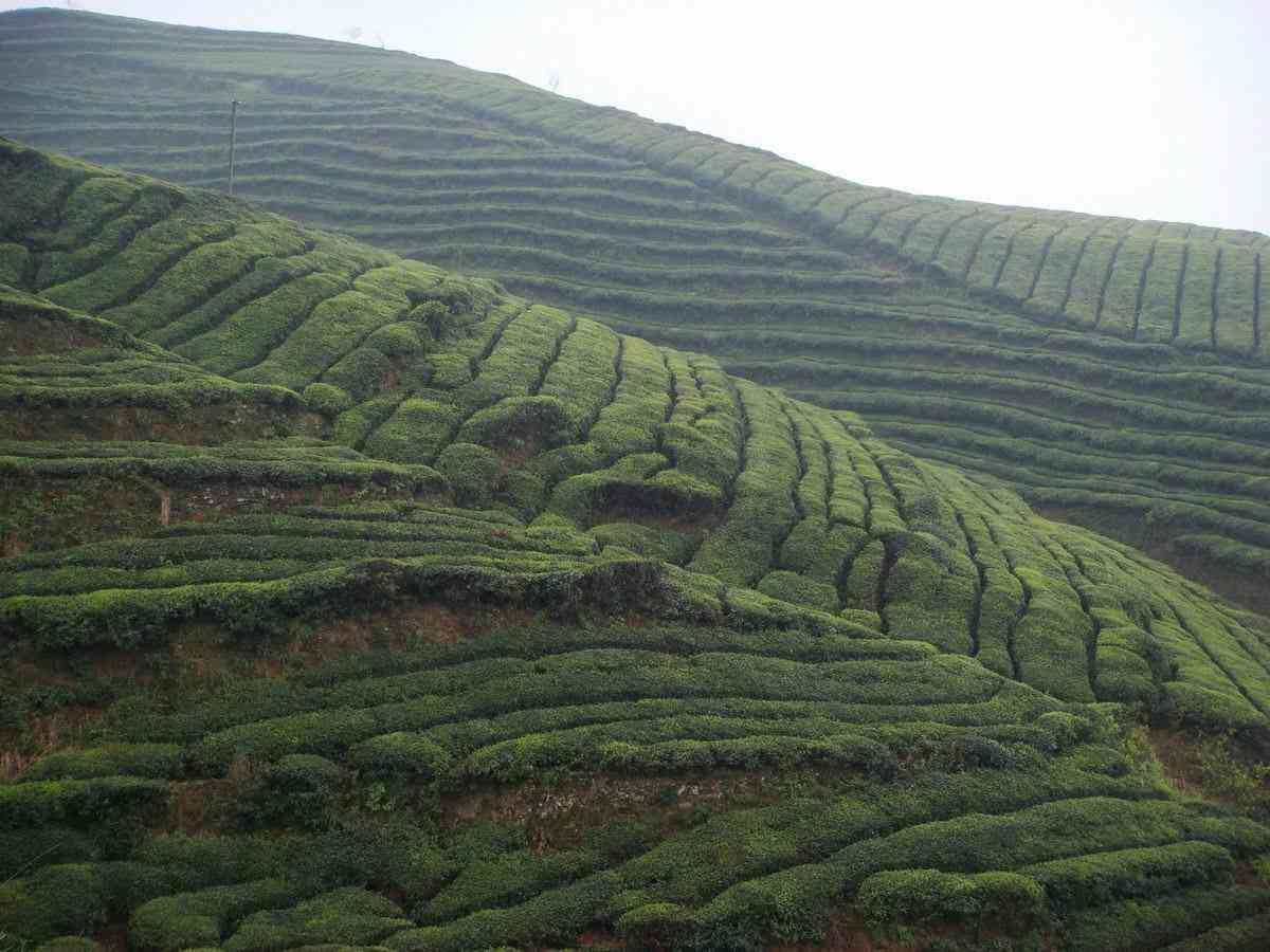 湄潭在线苹果版苹果手机查询真伪