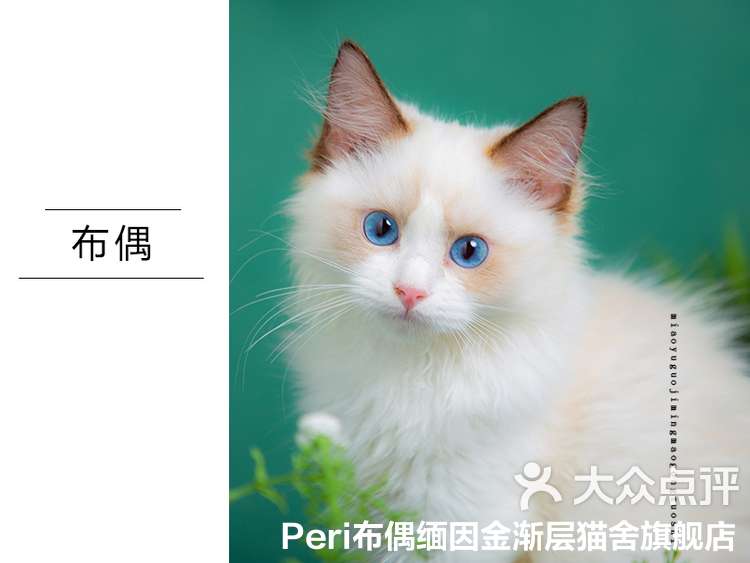 布偶妖精安卓版布偶精灵什么时候开播-第2张图片-太平洋在线下载